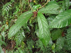 Columnea purpurata