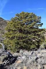 Juniperus grandis