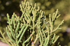 Juniperus grandis