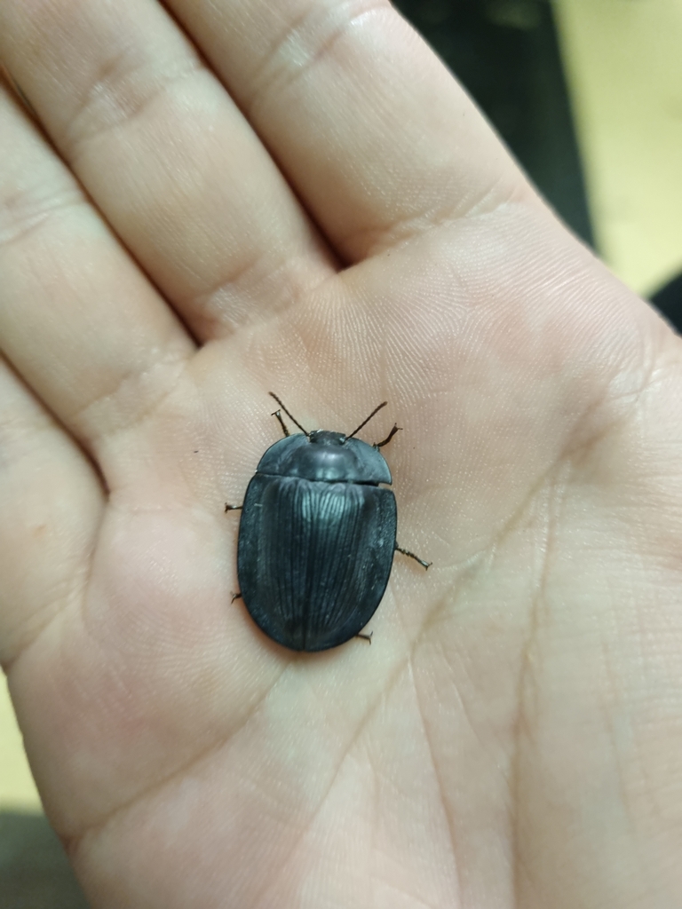 blue piedish beetles from Cairns on May 14, 2023 at 0136 AM by Jake