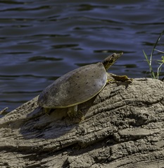 Apalone spinifera aspera
