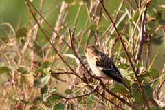 Euplectes albonotatus