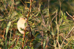 Euplectes albonotatus
