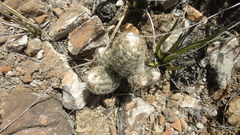 Coryphantha durangensis