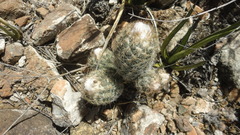 Coryphantha durangensis durangensis
