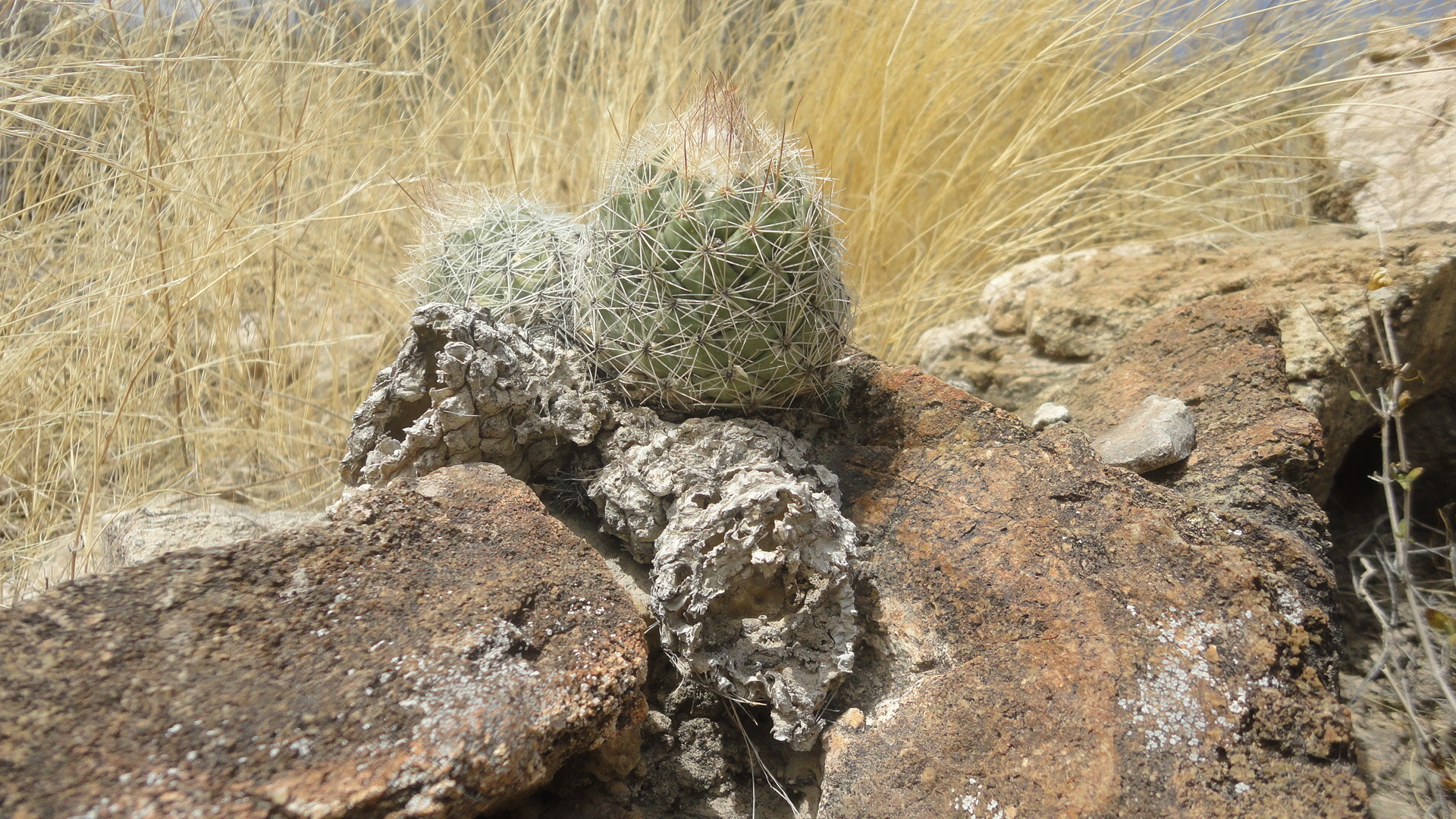Coryphantha durangensis ssp. durangensis