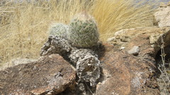 Coryphantha durangensis durangensis