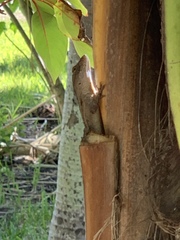 Anolis sagrei