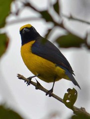 Scrub Euphonia photo 5