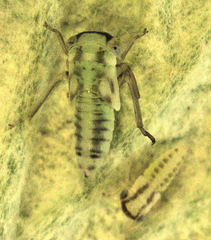 Tremulicerus distinguendus