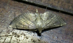 Salbia