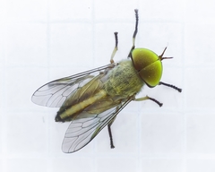 Tabanus lineola