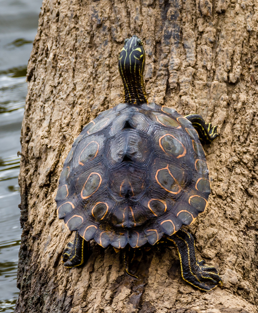 Ringed Map Turtle
