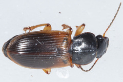 Anisodactylus sanctaecrucis