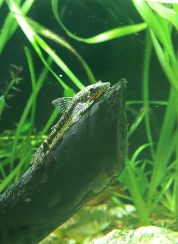 Tailspot dwarf pleco (Parotocinclus maculicauda) — Loricariidae — 4