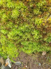 Atrichum selwynii