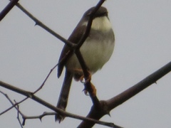 Prinia hodgsonii