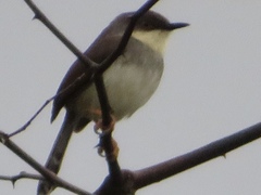 Prinia hodgsonii