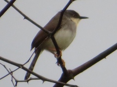 Prinia hodgsonii