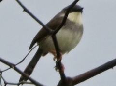 Prinia hodgsonii