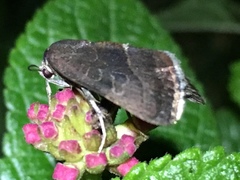Condicinae