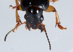 Anisodactylus sanctaecrucis