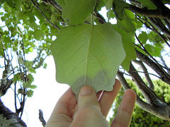 Tremulicerus distinguendus