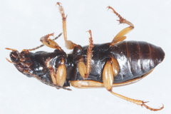 Anisodactylus sanctaecrucis