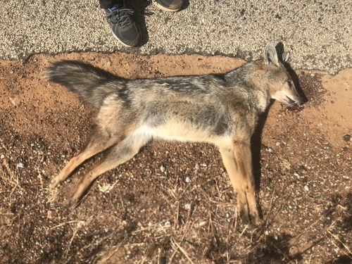 Side-striped Jackal
