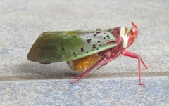 Copidocephala guttata