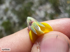 Aspalathus linguiloba