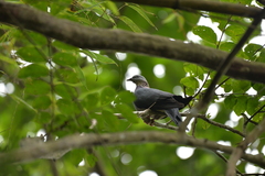 Columba pulchricollis