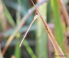 Ceriagrion
