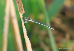 Agriocnemis pieris