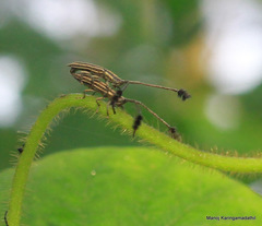 Eucomatocera vittata