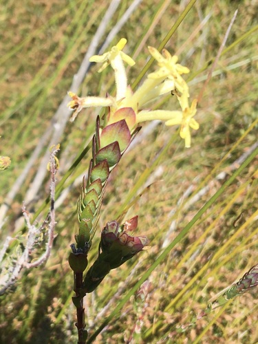 Image of Gnidia oppositifolia by (c) Charleen Brunke, some rights reserved (CC BY)