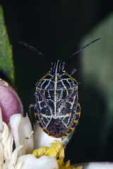 Cappaea taprobanensis