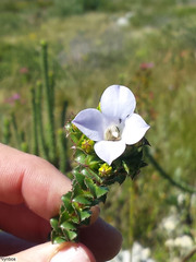 Roella amplexicaulis