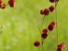 Juncus megacephalus