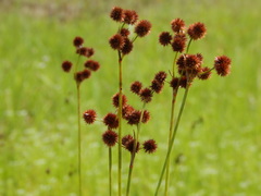 Juncus megacephalus