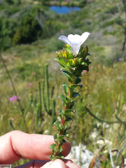 Roella amplexicaulis