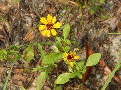 Coreopsis basalis
