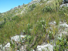 Roella amplexicaulis