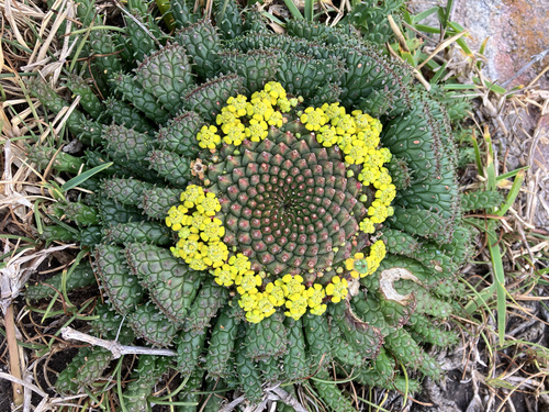 Euphorbia flanaganii