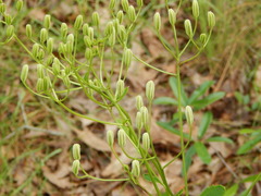 Arnoglossum