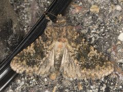 Pseudobryomima fallax