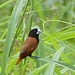 黑頭文鳥（菲律賓亞種） - Photo 由 Peter 所上傳的 (c) Peter，保留部份權利CC BY-NC