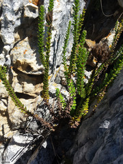 Pseudoselago serrata