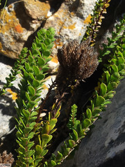 Pseudoselago serrata