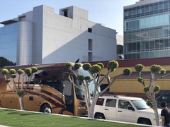 Corvus brachyrhynchos